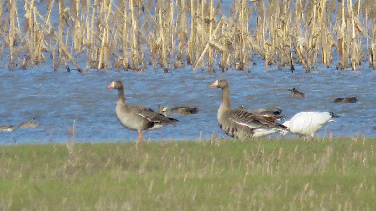 Greater White-fronted Goose - ML25339801