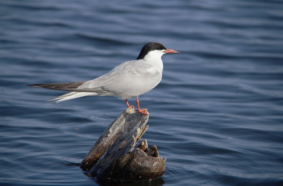 Common Tern - Patricia Woods Perkins