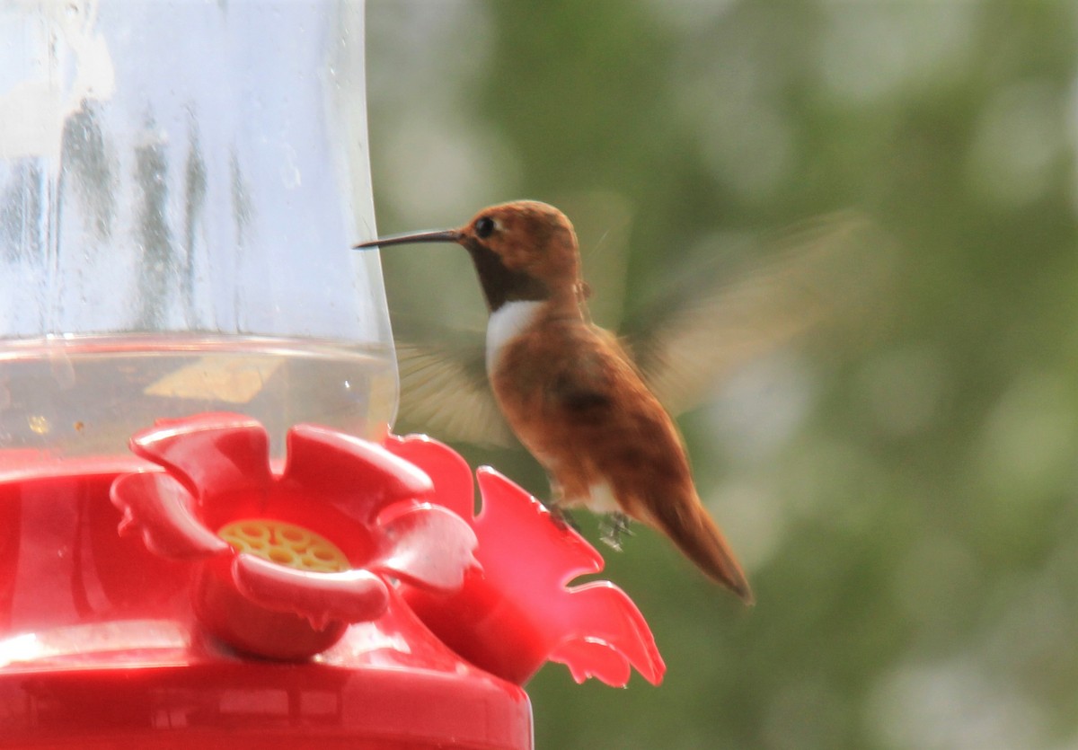 Rufous Hummingbird - ML253404231