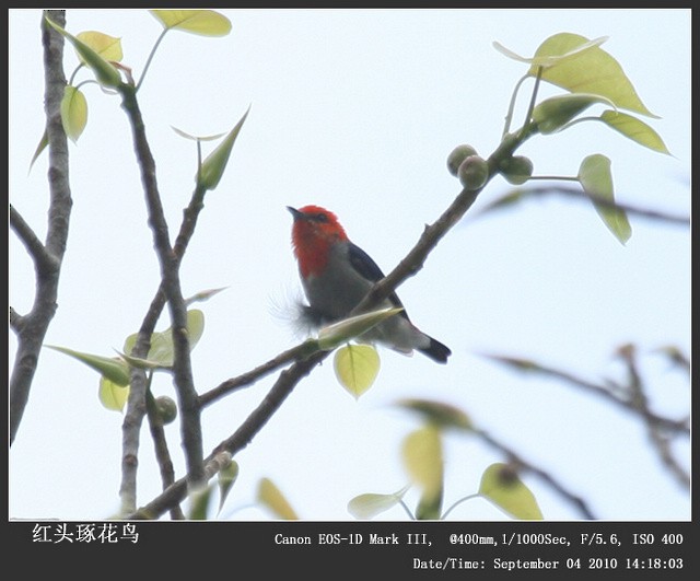 Scarlet-headed Flowerpecker - ML253406851