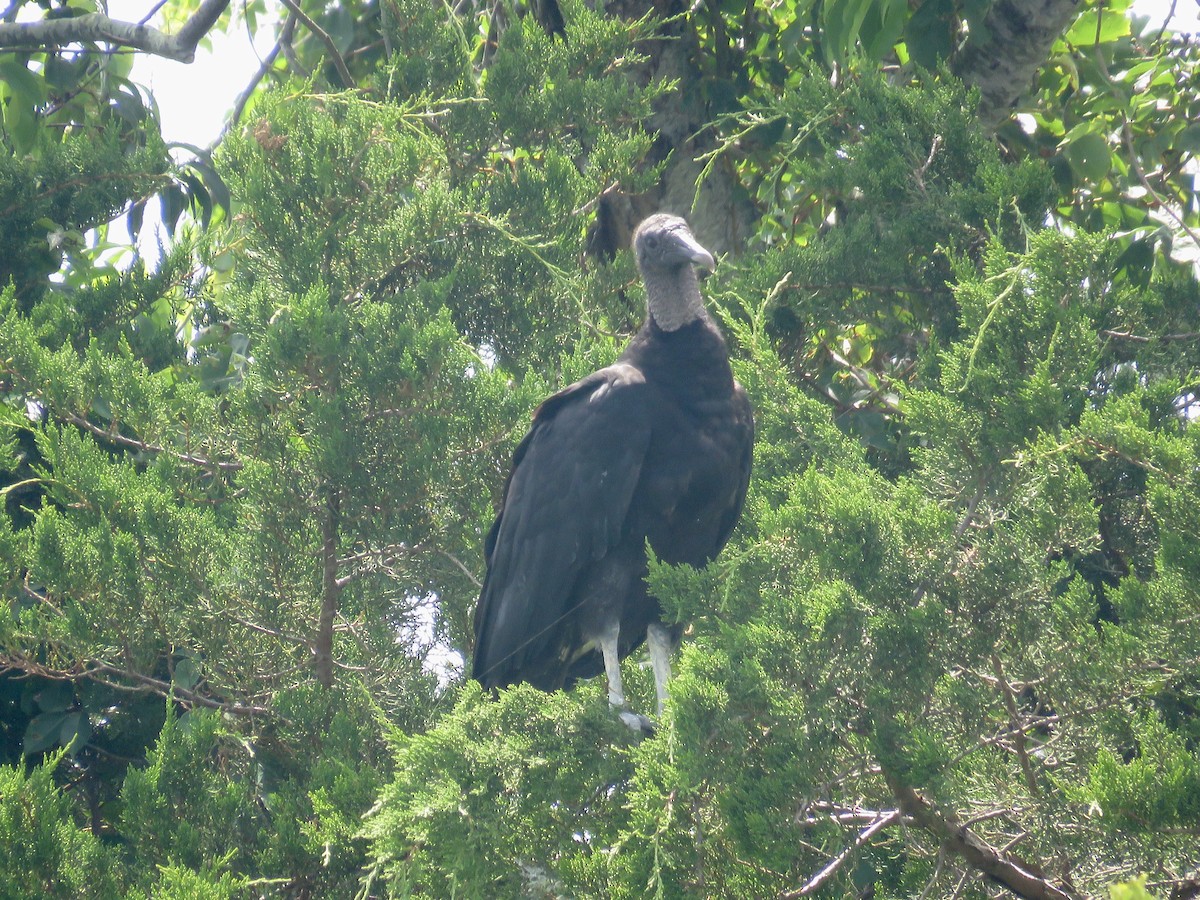 Black Vulture - ML253410401