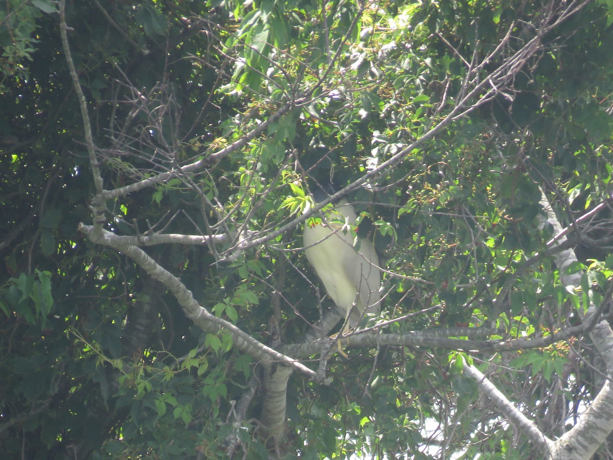 Black-crowned Night Heron - ML253410481