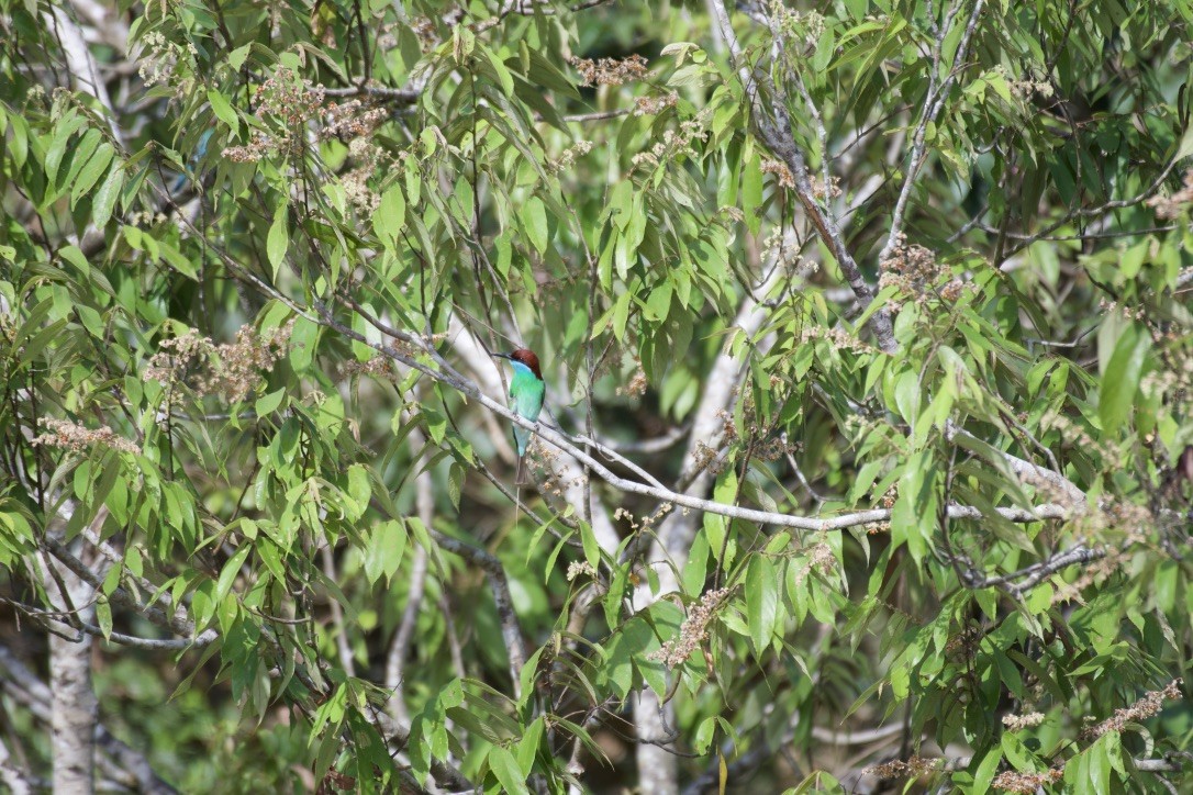 Blue-throated Bee-eater - ML253410501