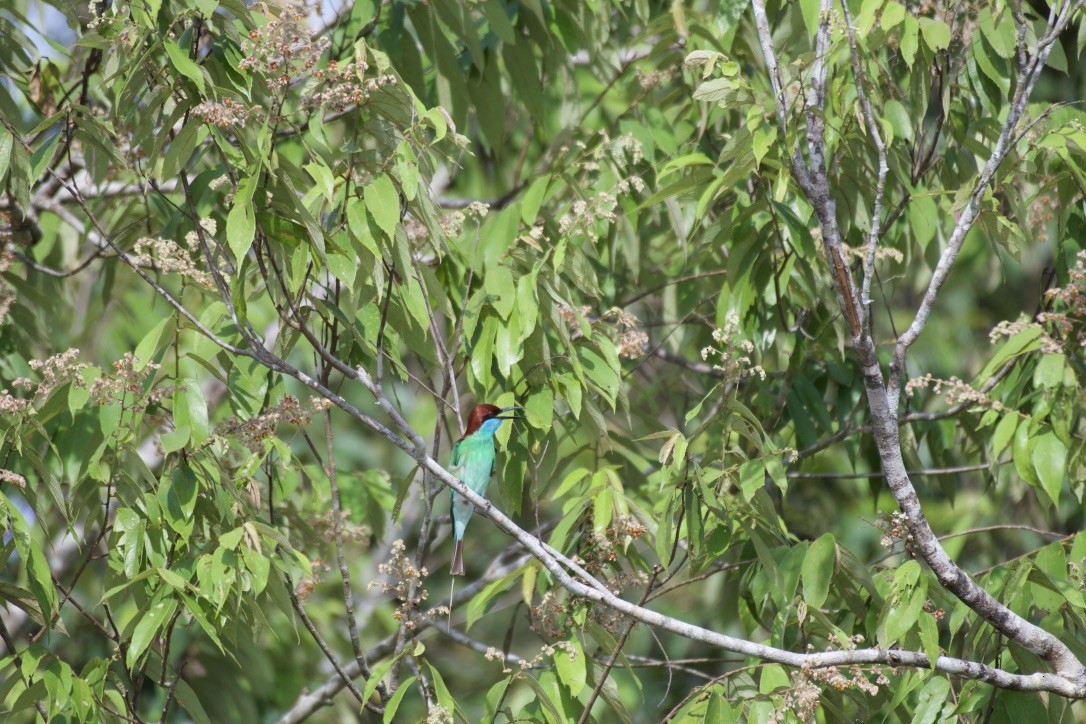 Blue-throated Bee-eater - ML253410521