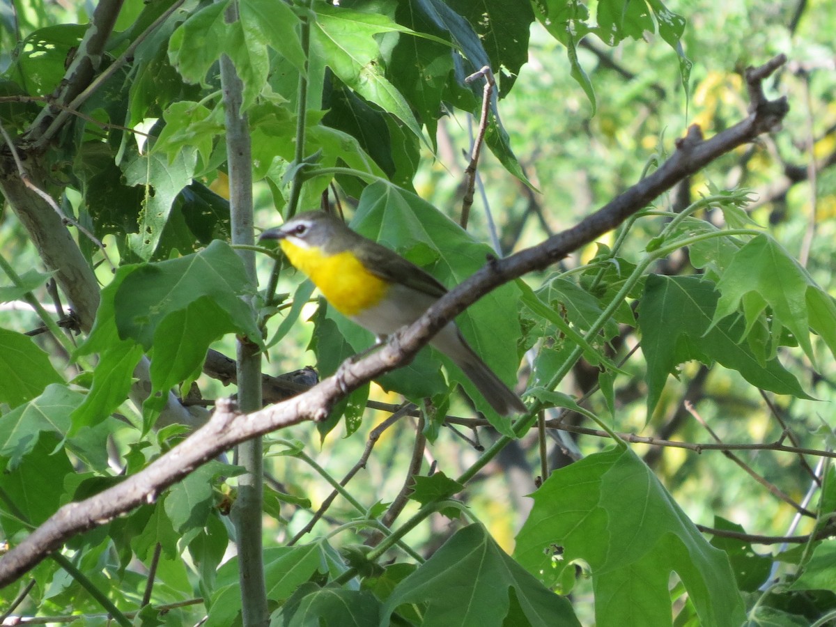 Yellow-breasted Chat - Todd Deininger