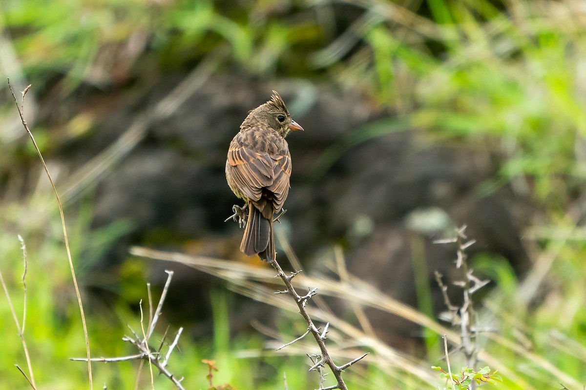 Crested Bunting - ML253413851
