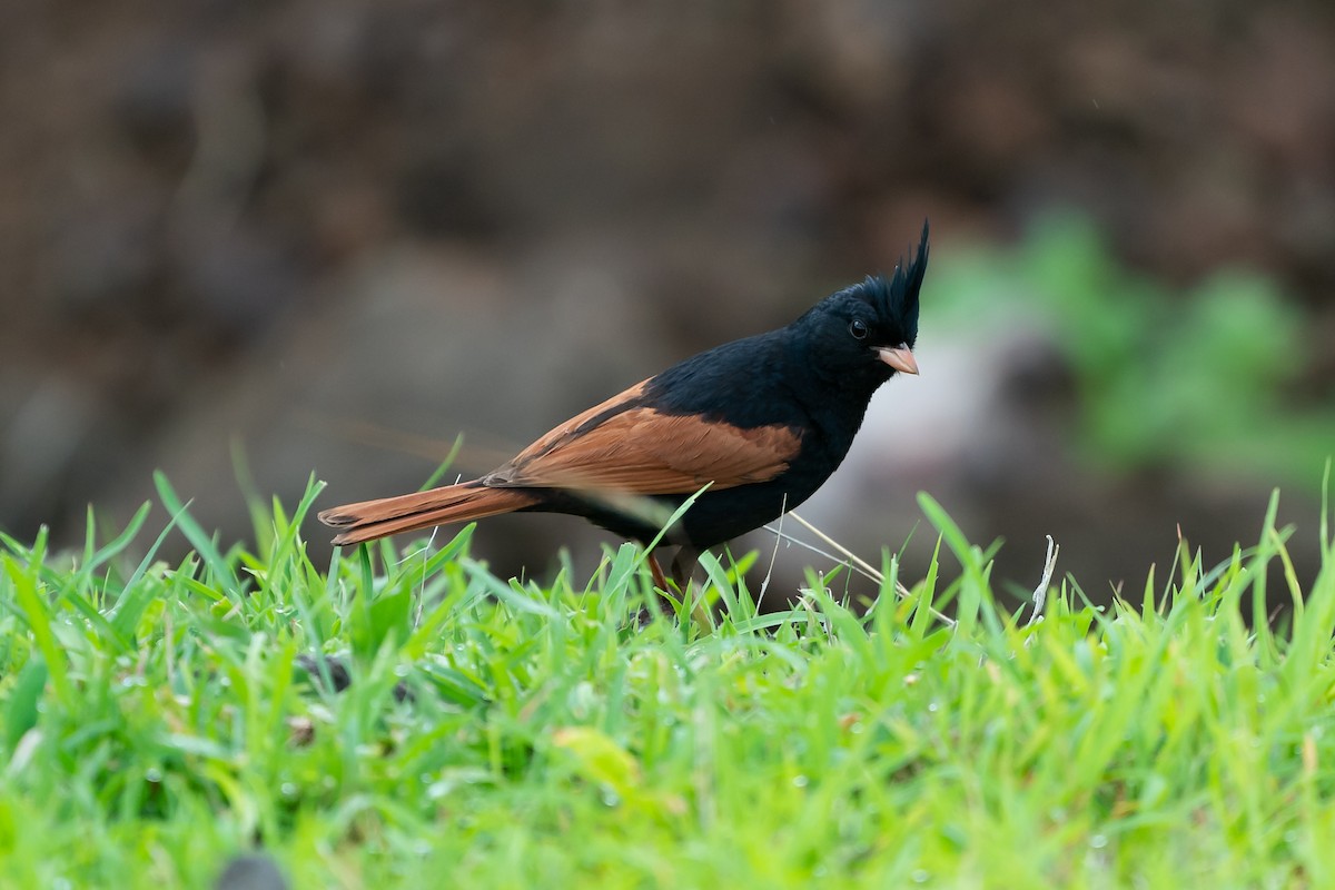 Crested Bunting - ML253413861