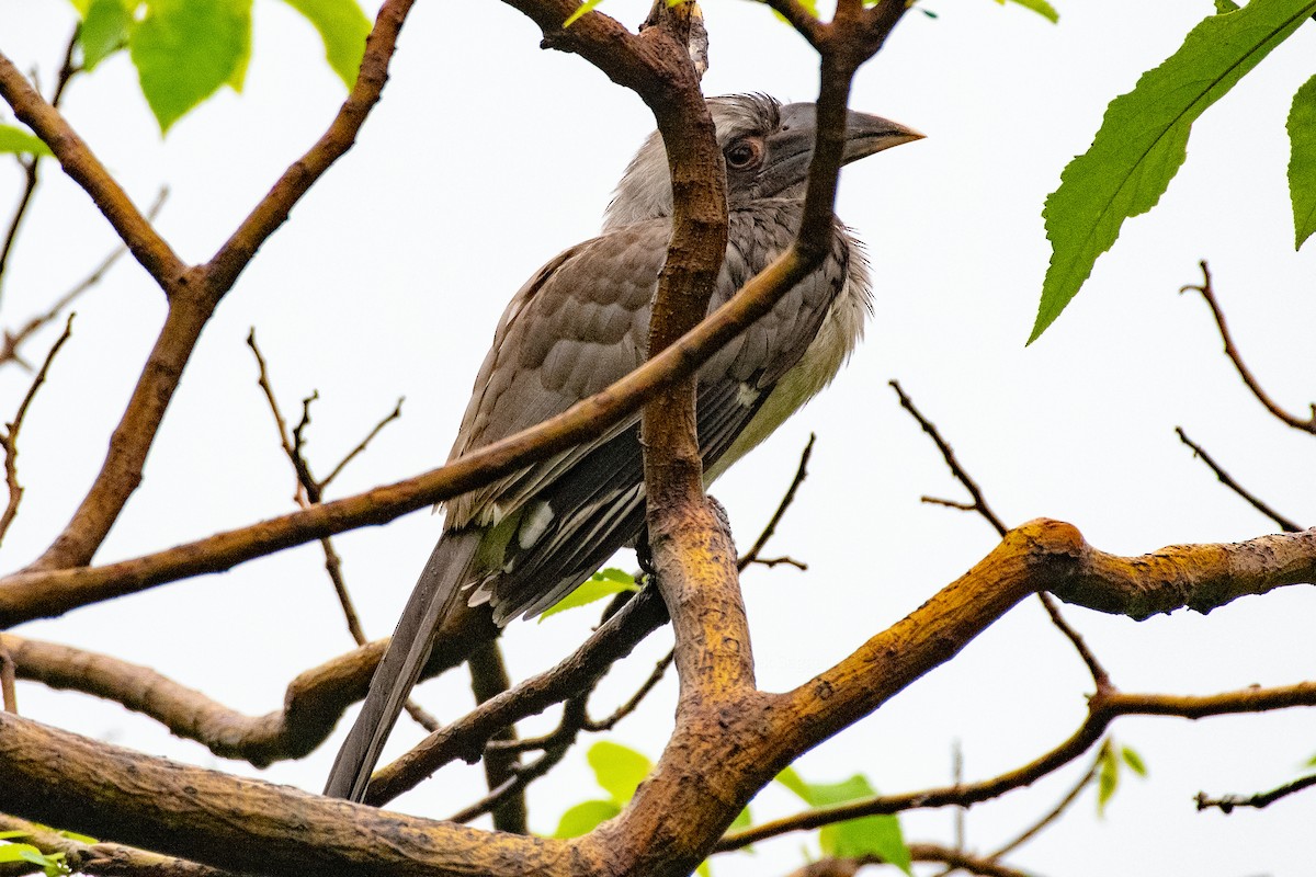 Indian Gray Hornbill - Vivek Saggar