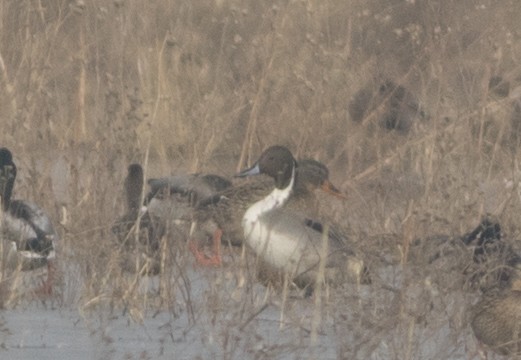 Northern Pintail - Wenjia Chen