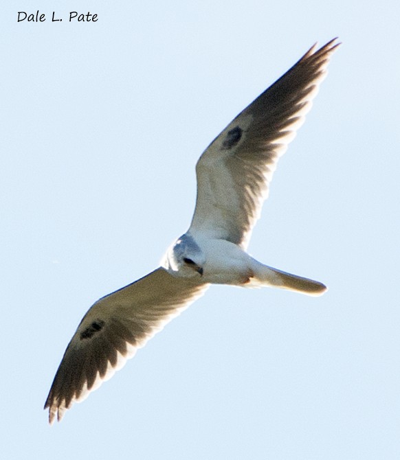White-tailed Kite - Dale Pate