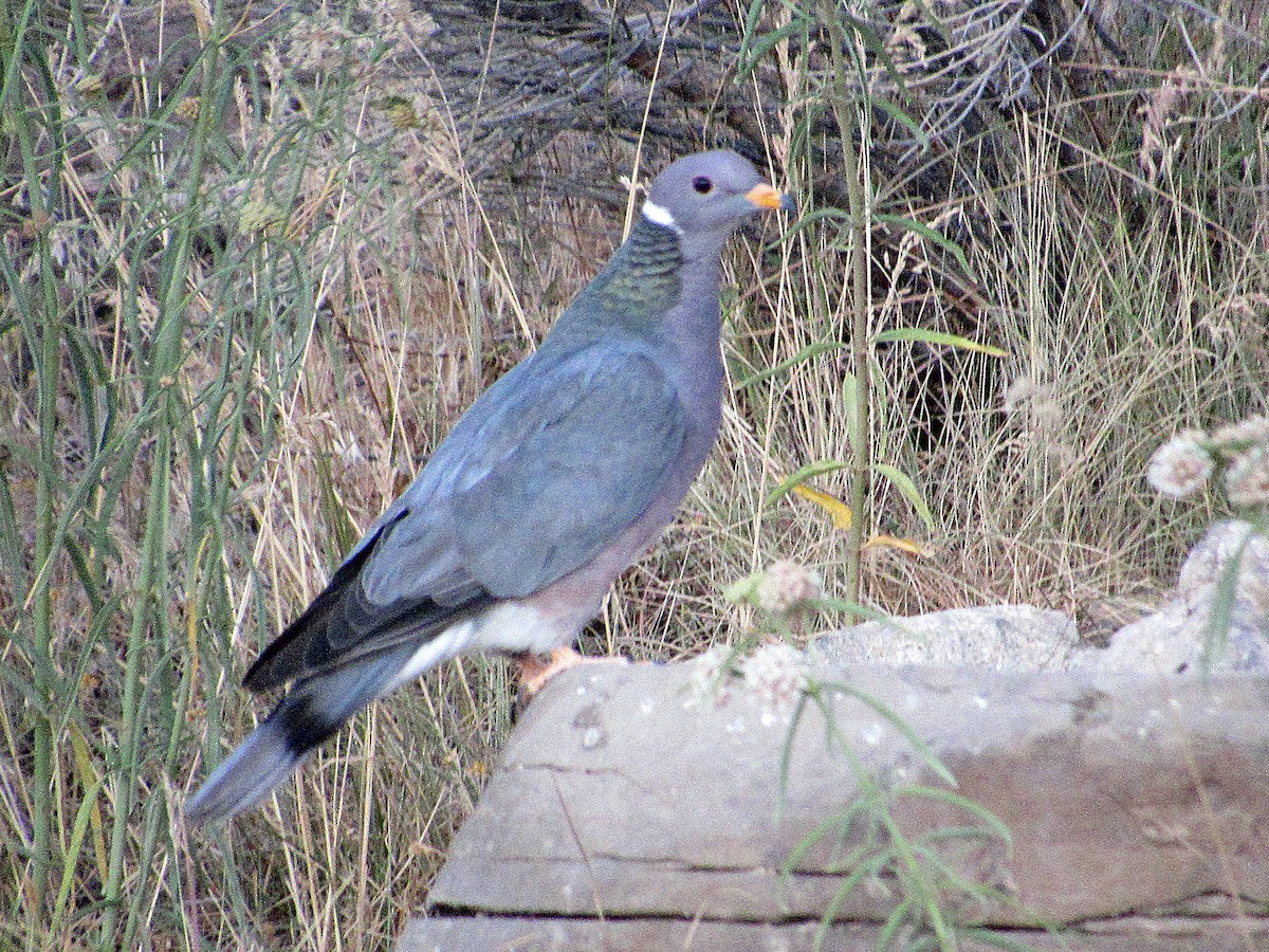 Band-tailed Pigeon - ML253420091