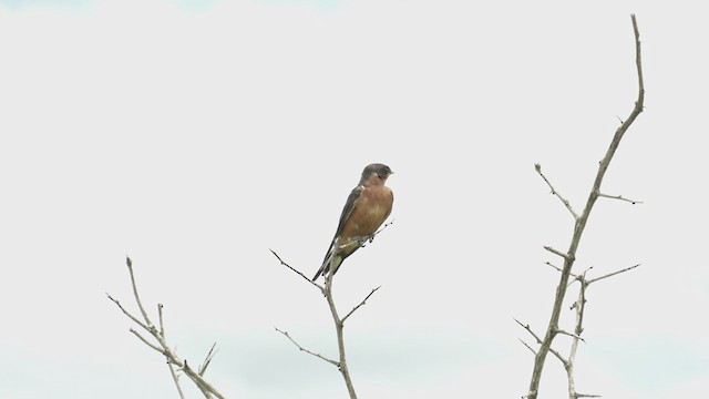 Rufous-chested Swallow - ML253421481