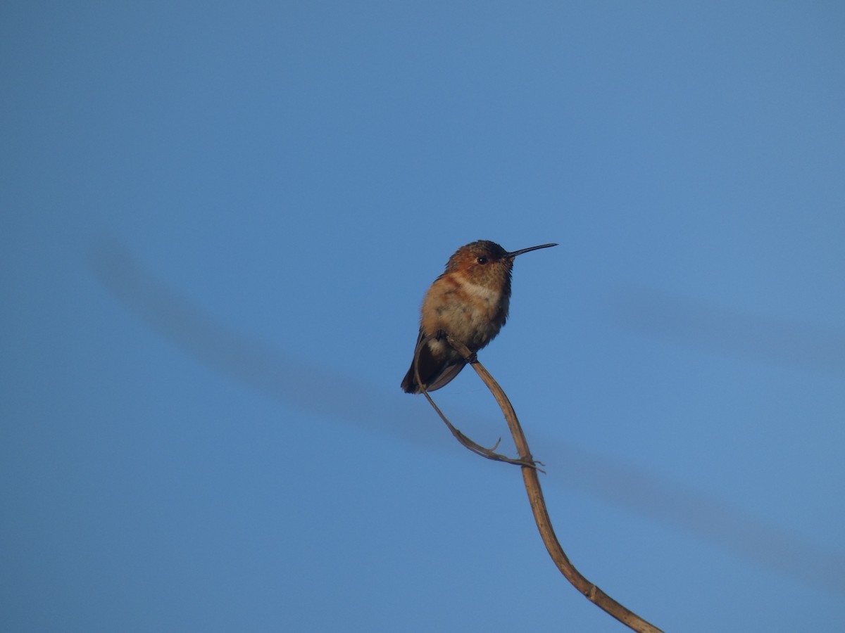 Allen's Hummingbird - ML253422091