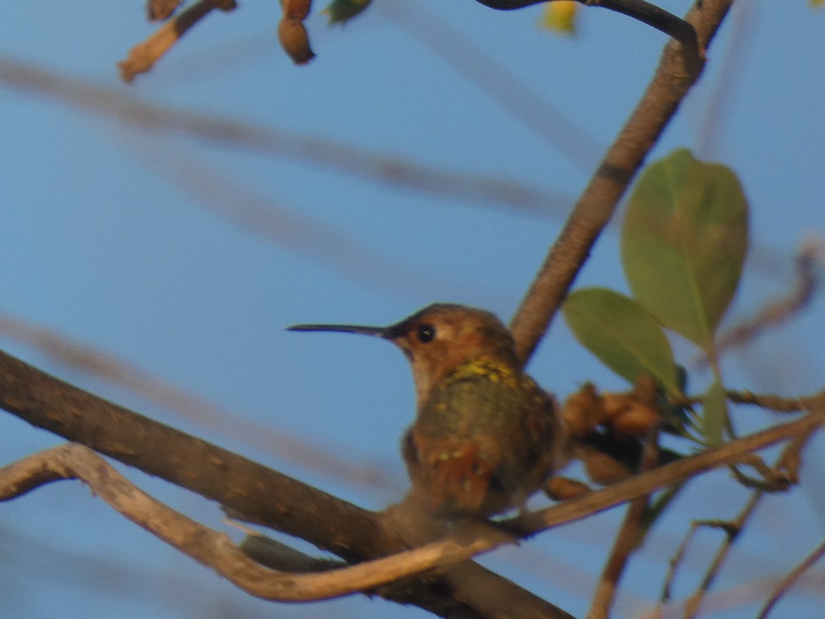 Allen's Hummingbird - ML253422101