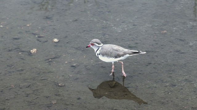 Three-banded Plover - ML253422141