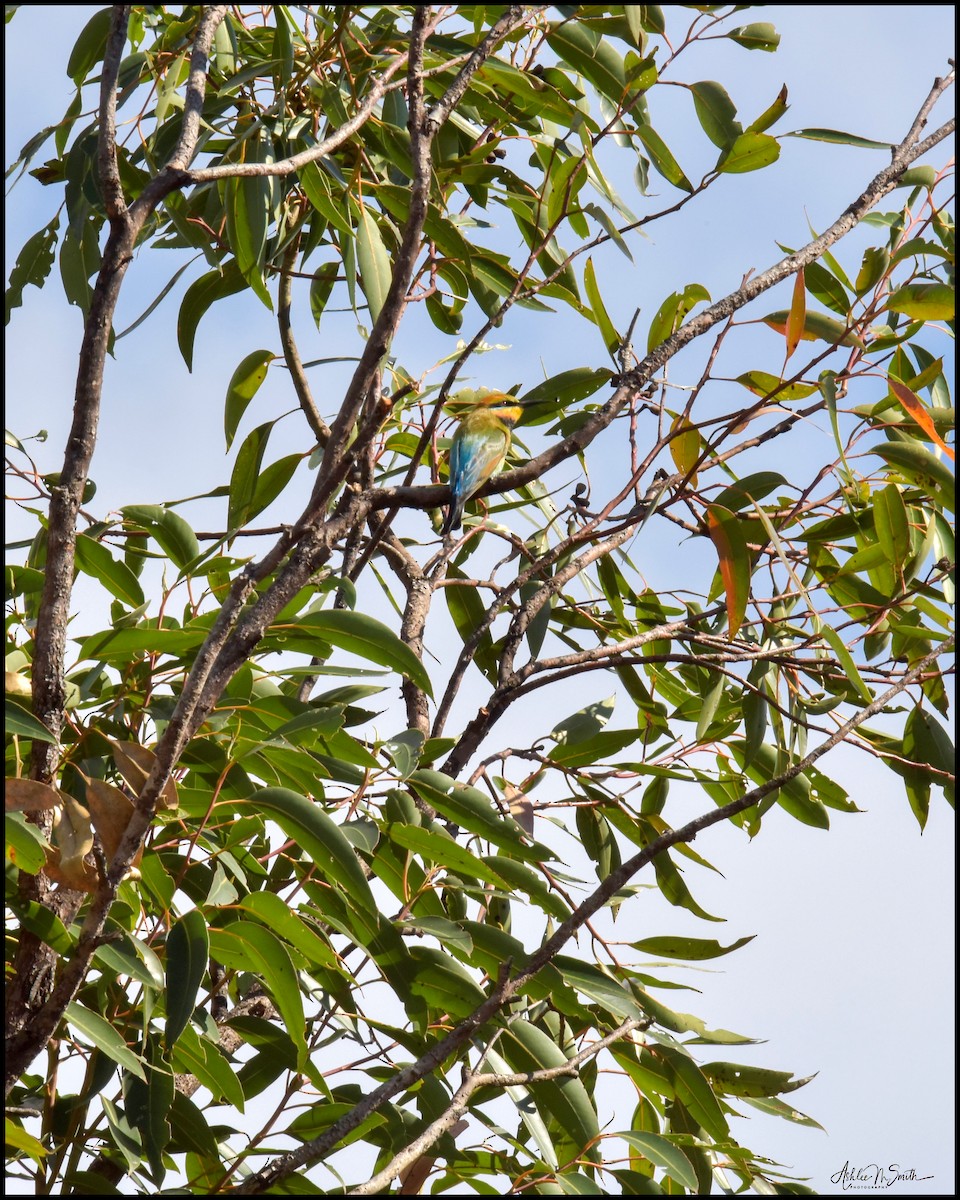 Rainbow Bee-eater - ML253426111