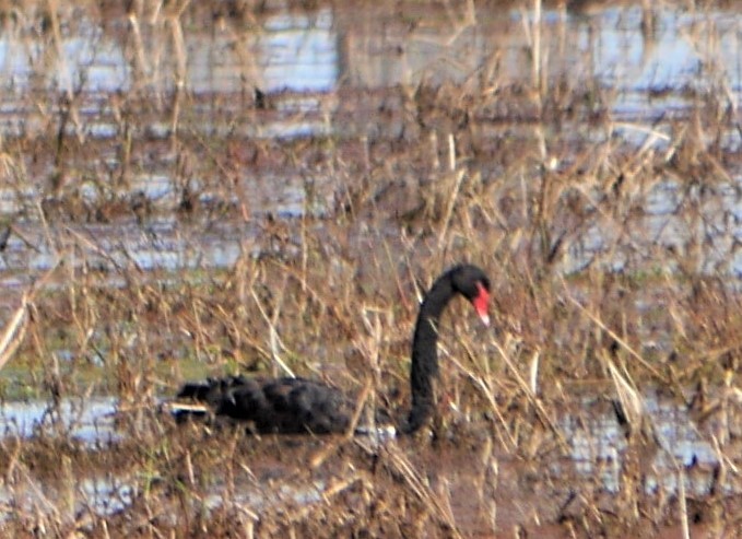 Black Swan - Annette Foy