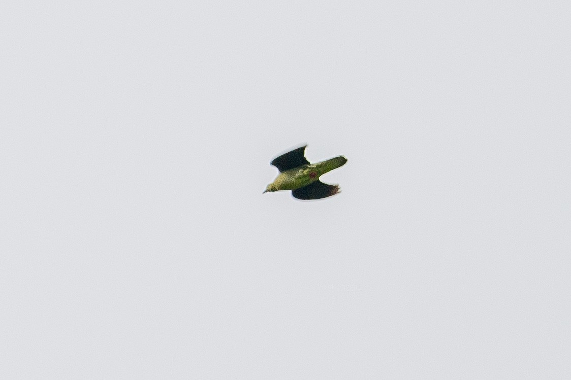 Wedge-tailed Green-Pigeon - Vivek Saggar