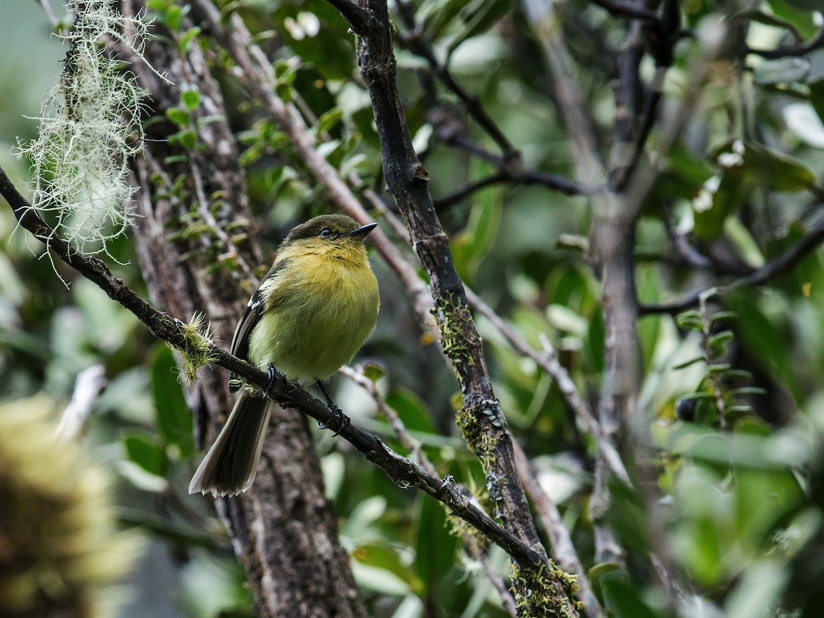 Ochraceous-breasted Flycatcher - Nick Athanas