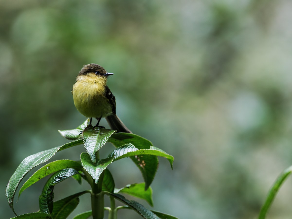 Ochraceous-breasted Flycatcher - Nick Athanas
