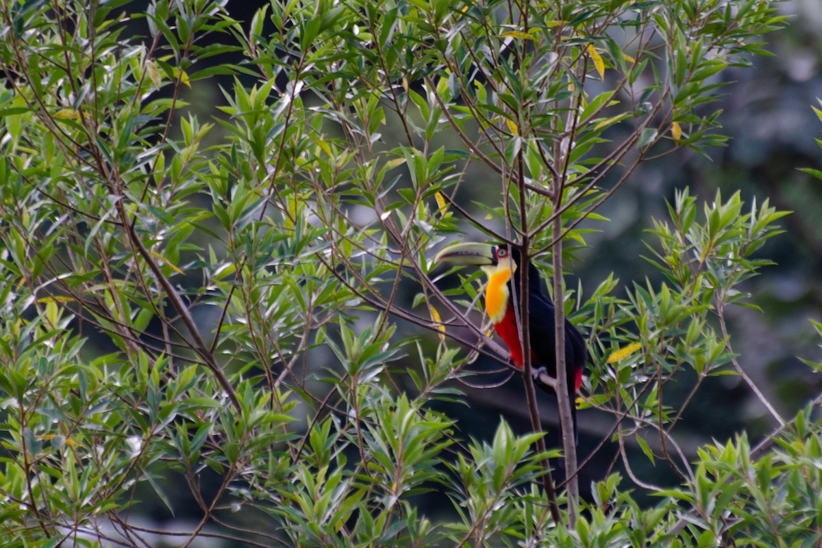 Red-breasted Toucan - ML253447231