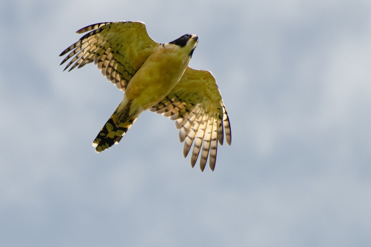 Laughing Falcon - Marcos Eugênio Birding Guide