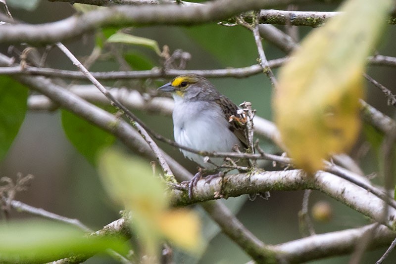 Yellow-browed Sparrow - Arthur Grosset