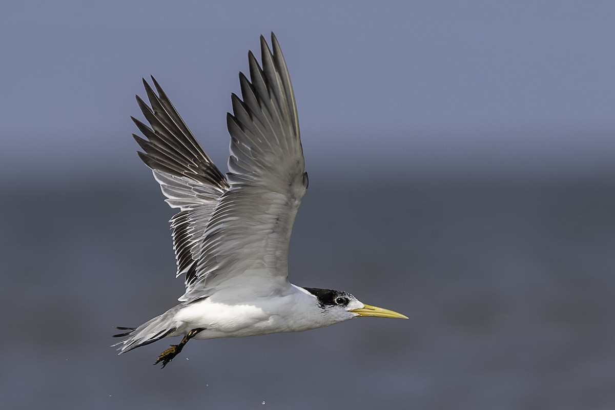 Great Crested Tern - ML253449831