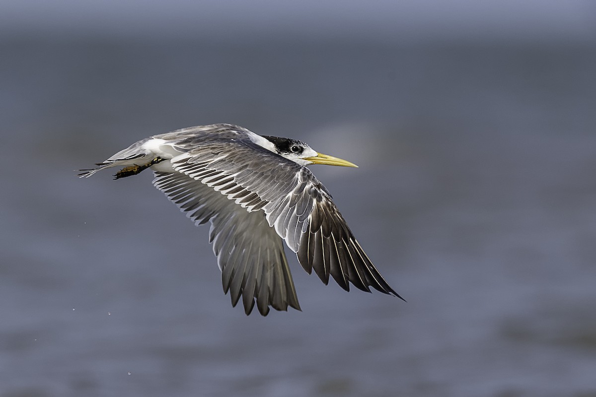 Great Crested Tern - ML253449841