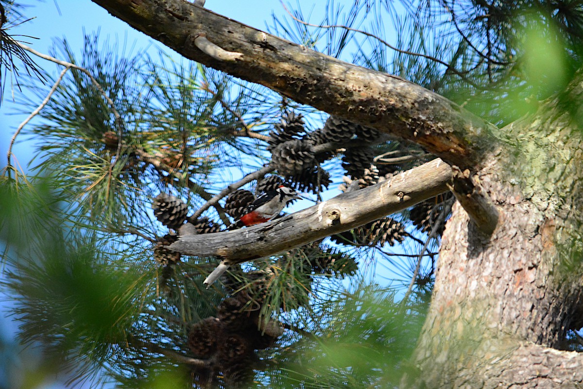 Great Spotted Woodpecker - ML253451491