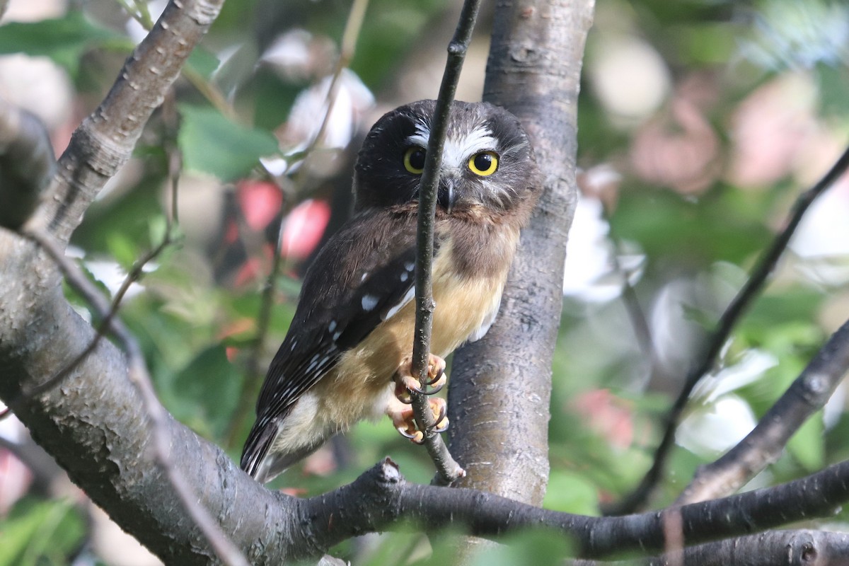 Northern Saw-whet Owl - Oliver Kew