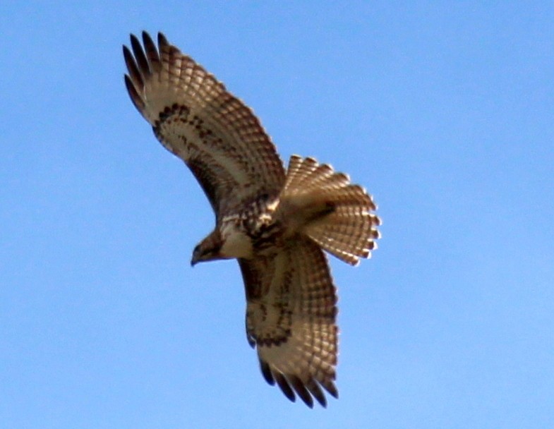 Red-tailed Hawk - ML25345211