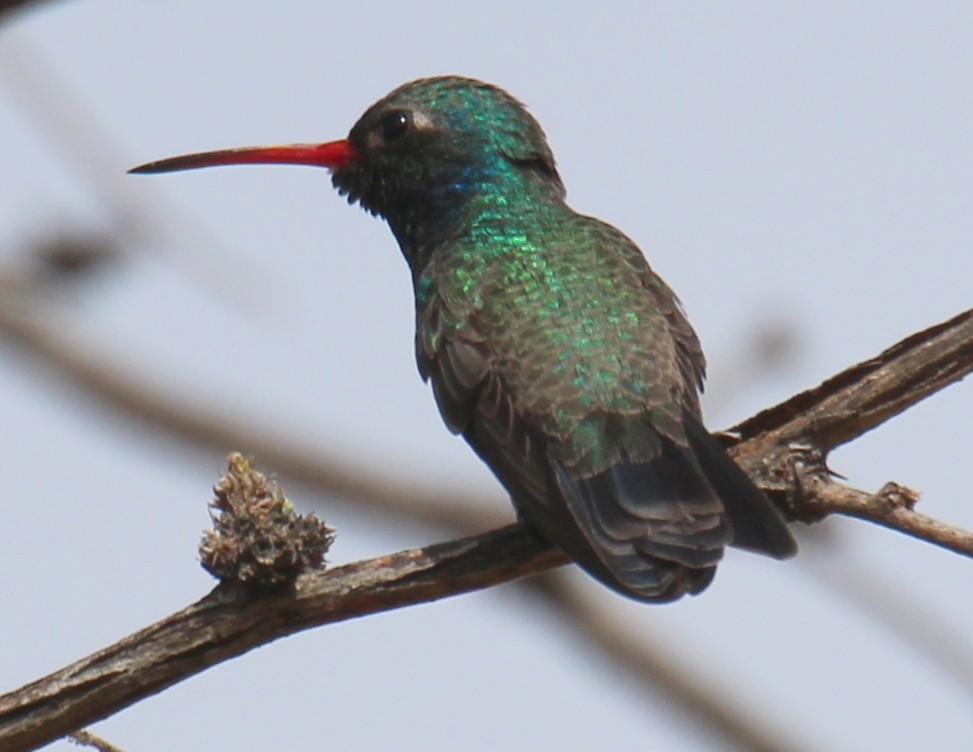 Broad-billed Hummingbird - ML25345261