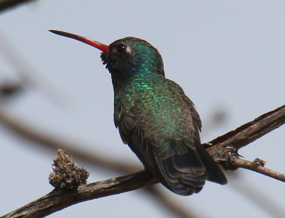 Broad-billed Hummingbird - ML25345271