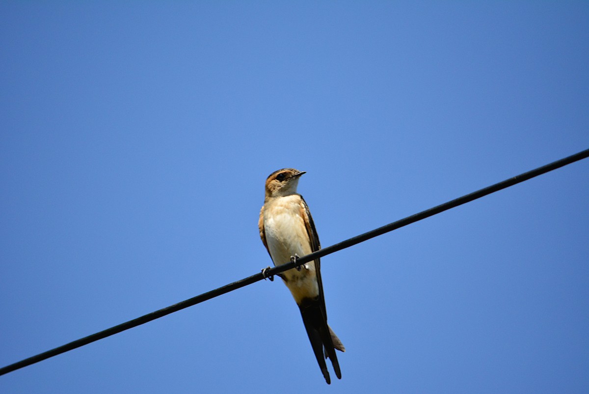 Red-rumped Swallow - ML253453851