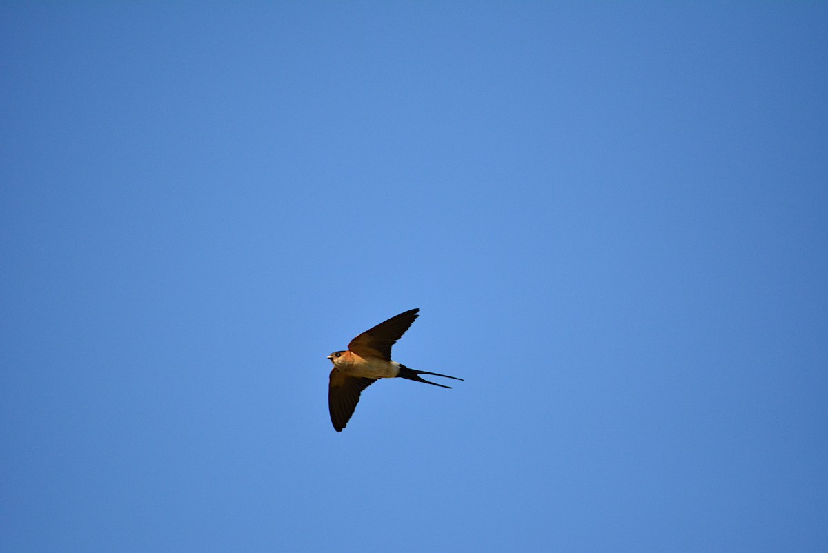 Red-rumped Swallow - Paulo Narciso