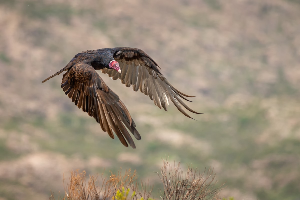 Turkey Vulture - ML253456291