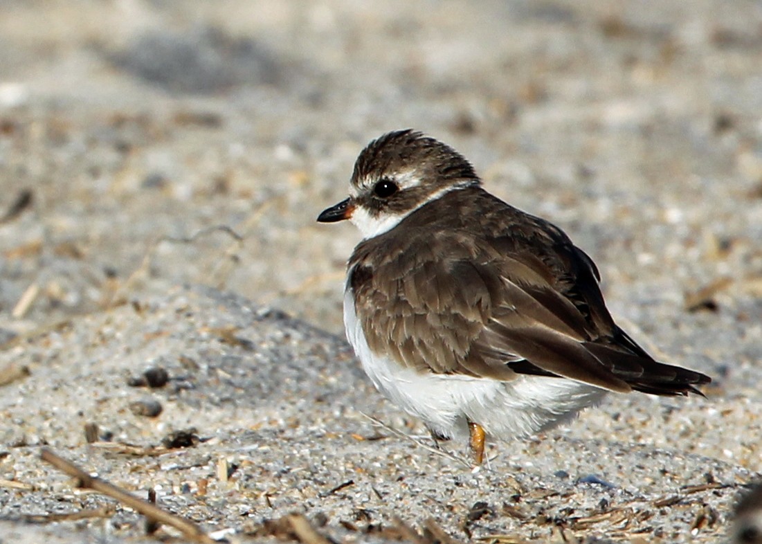 Semipalmated Plover - ML253456821