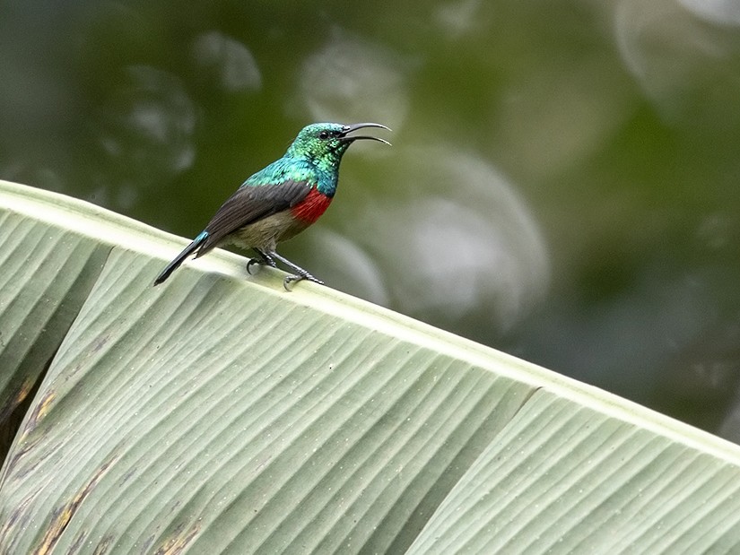 Montane Double-collared Sunbird - Niall D Perrins