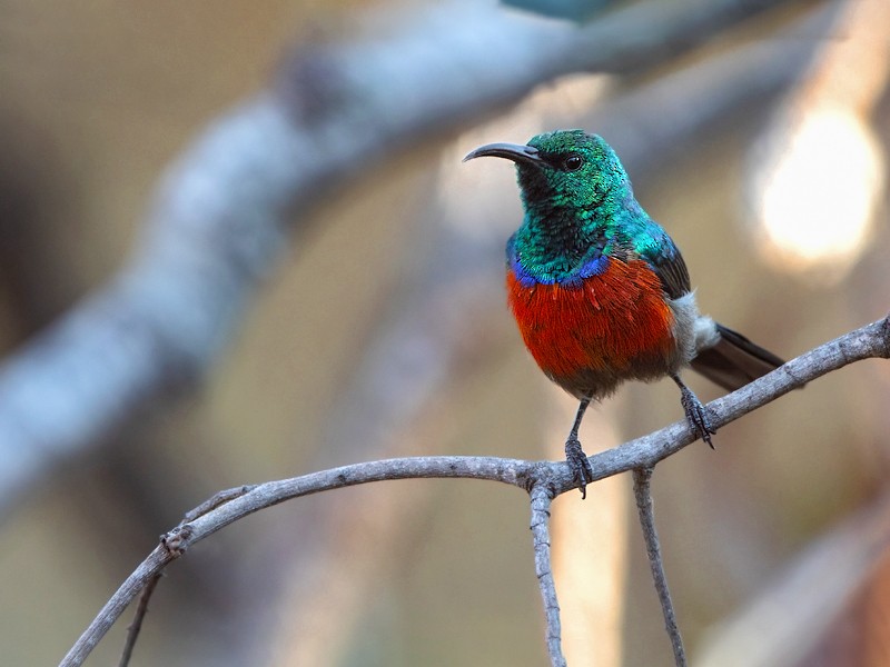 Montane Double-collared Sunbird - Dubi Shapiro