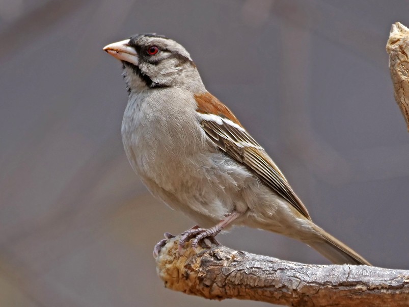 Chestnut-backed Sparrow-Weaver - Nik Borrow