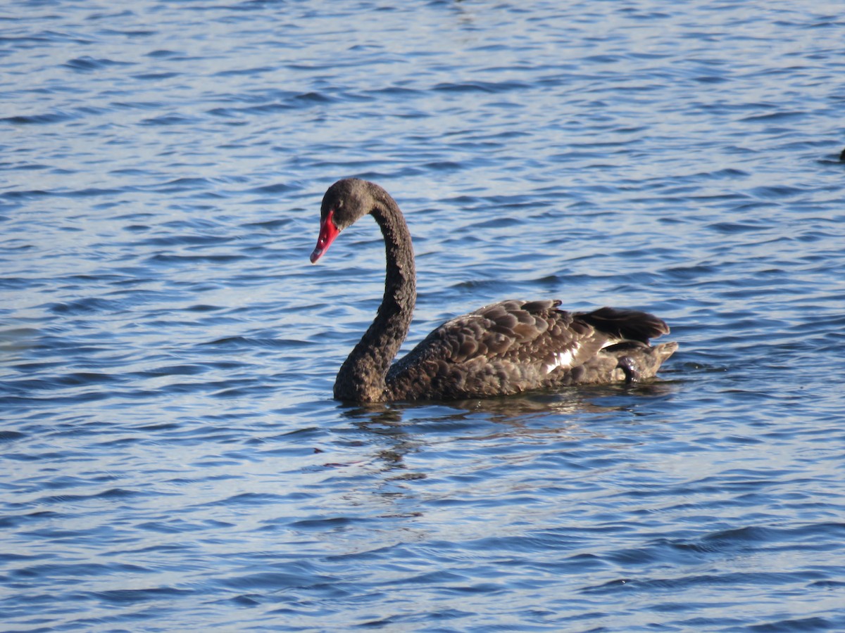 Black Swan - Matthias van Dijk