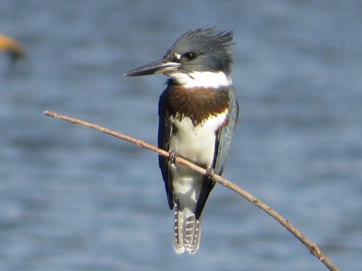Belted Kingfisher - Cari Welsh