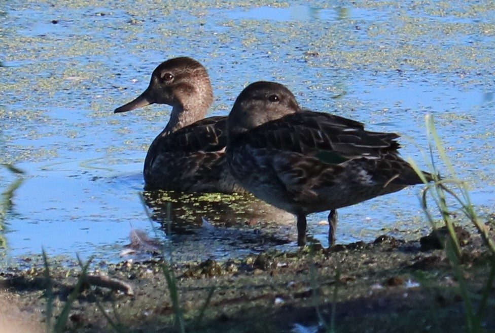 Green-winged Teal - ML253483741
