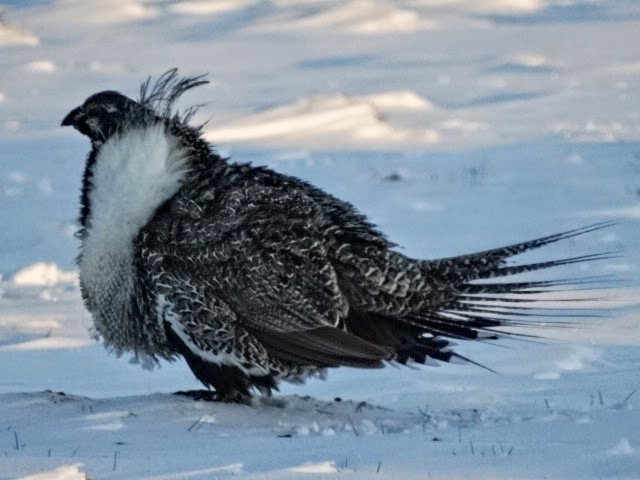 Greater Sage-Grouse - ML253490311