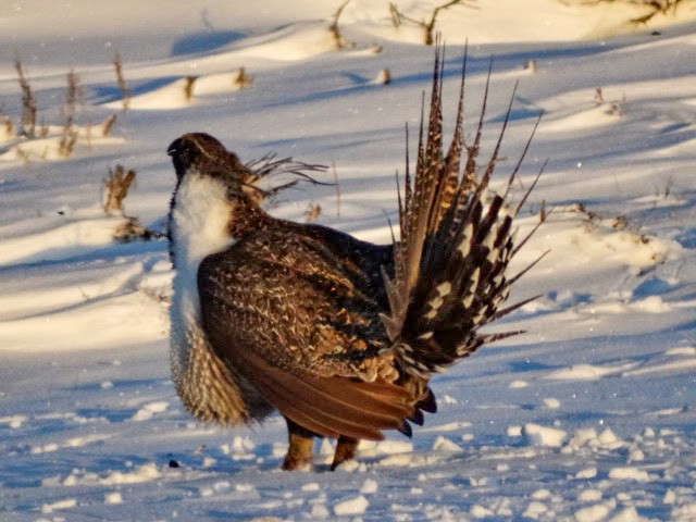 Greater Sage-Grouse - ML253490321