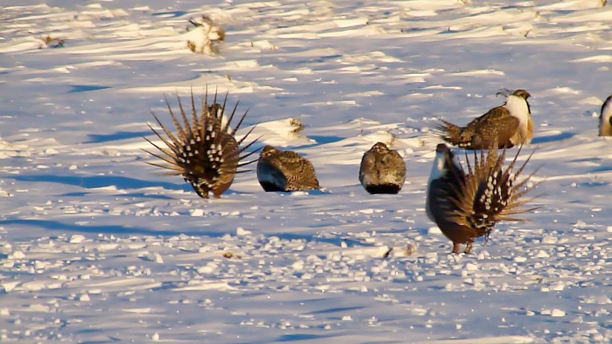 Greater Sage-Grouse - ML253490331