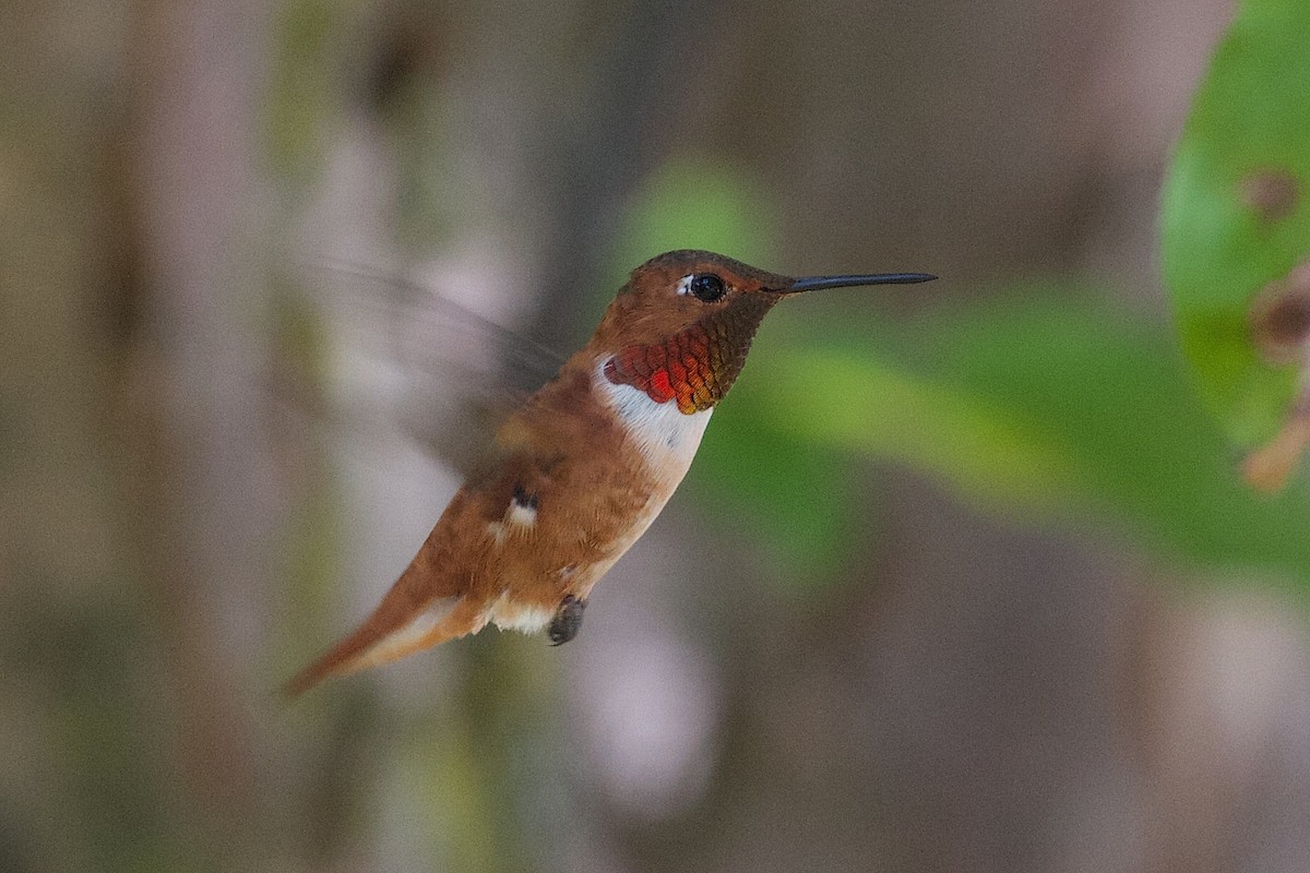 Rufous Hummingbird - ML25349121