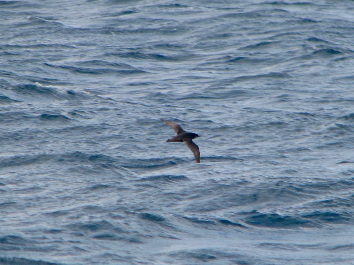 Short-tailed Shearwater - Brian White