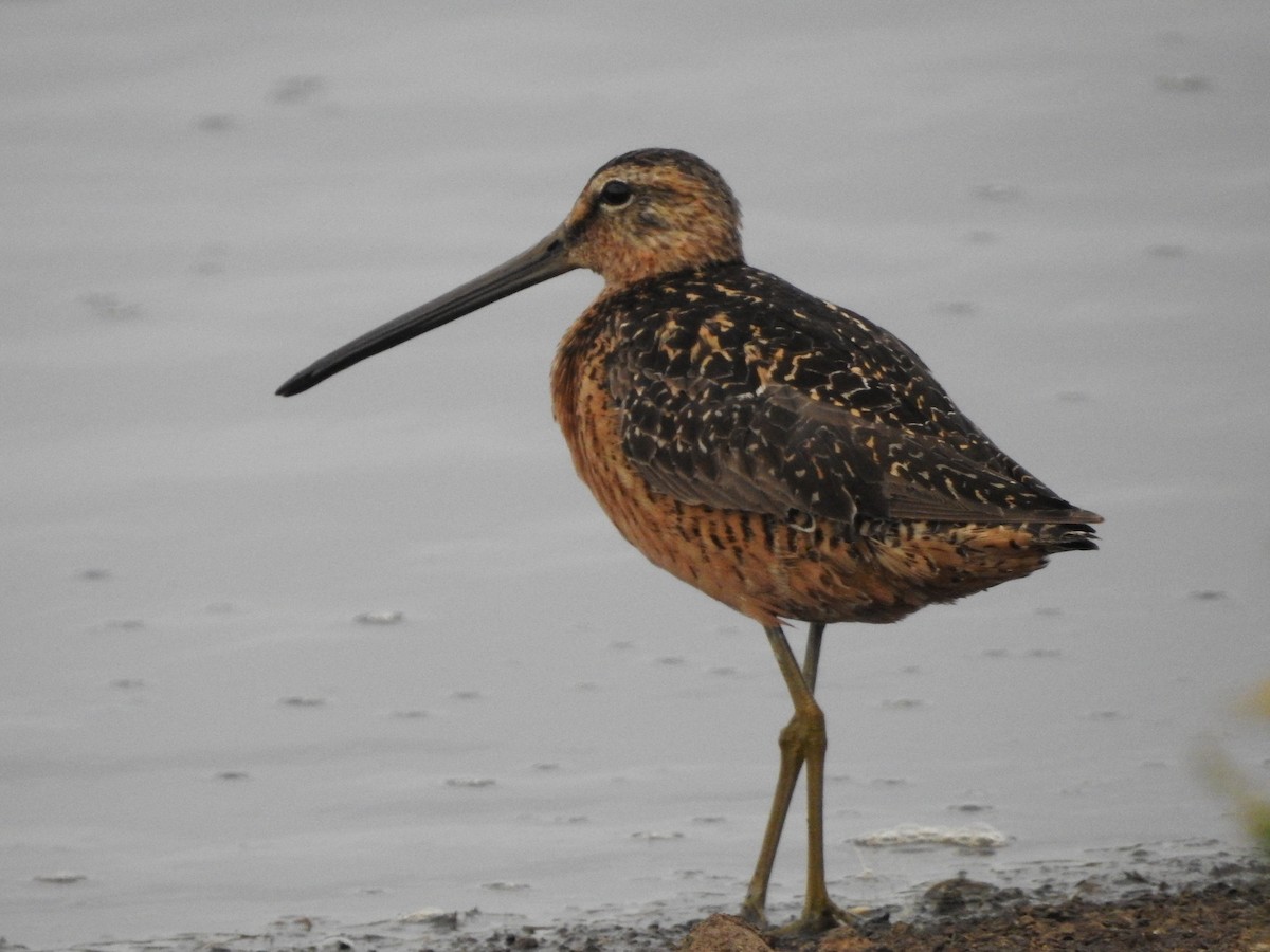 Long-billed Dowitcher - ML253500421